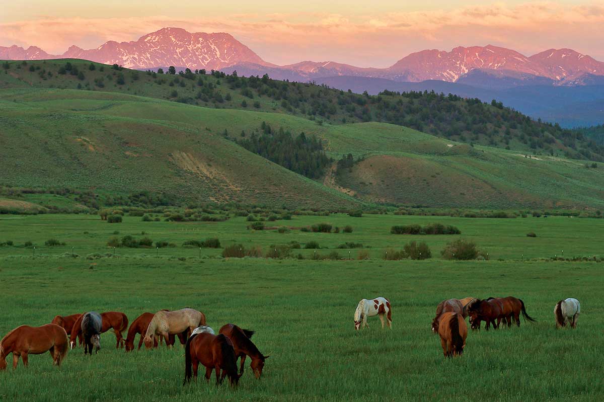 Horses graze on green pastures with a orange and pink sunset in the background at C Lazy U Ranch in Granby