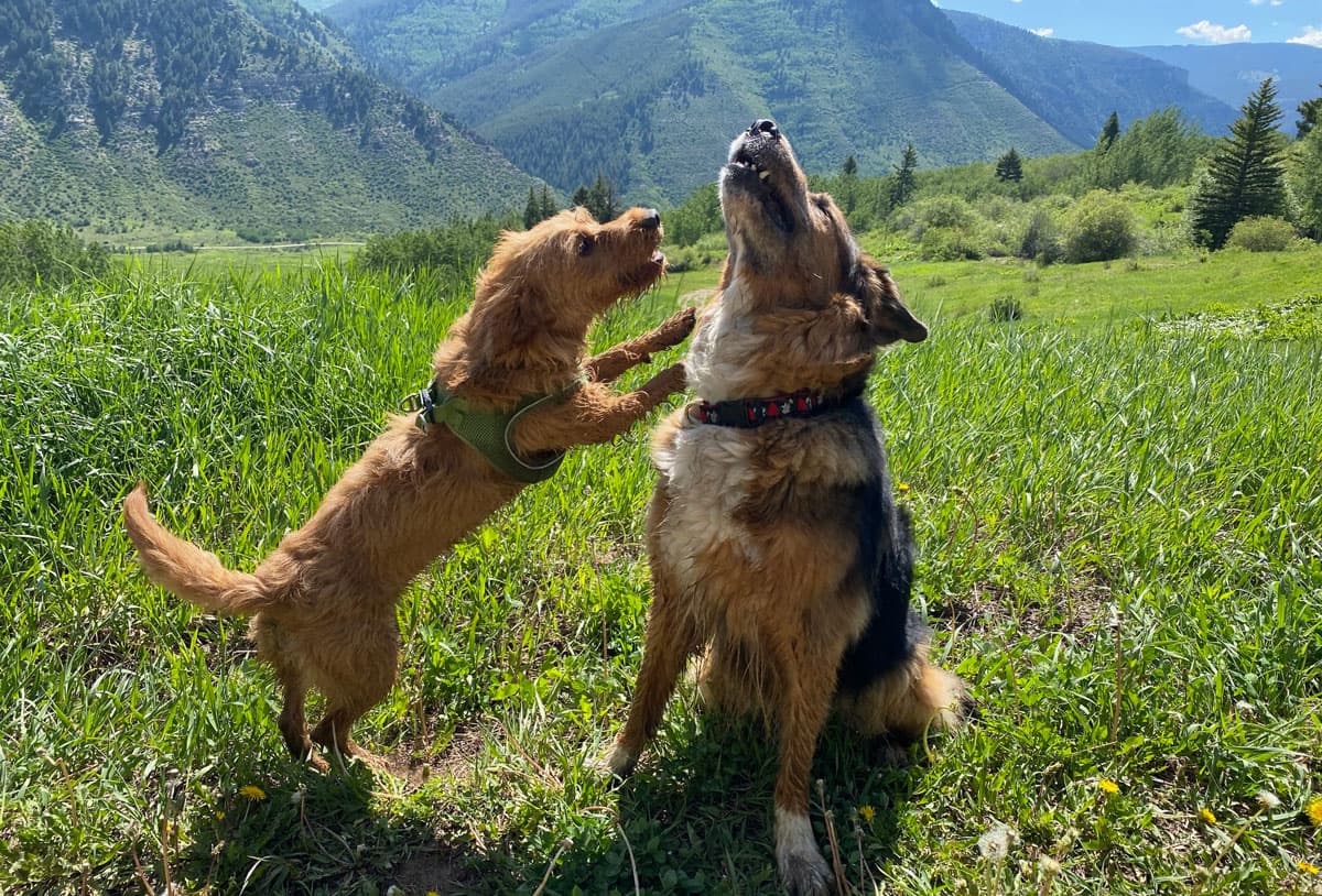 Two fluffy dogs play in on a trail in Colorado. One sits and lifts its head to howl. A smaller tan dog in a green vest jumps up to play.