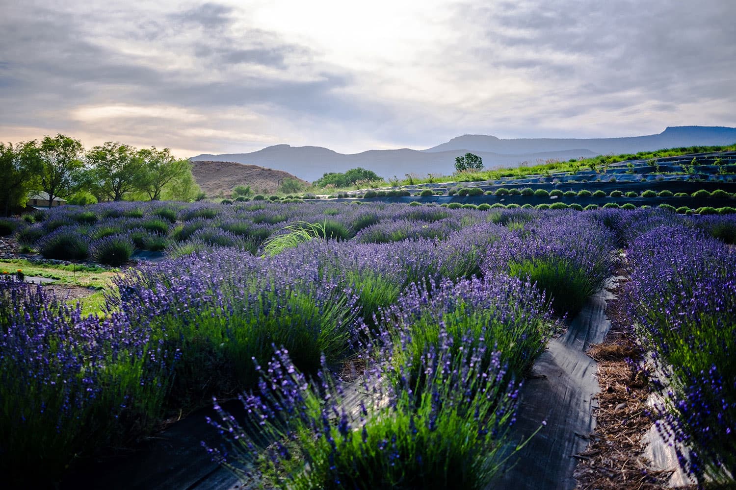 Rows of blooming purple lavender at Sage Creations Lavender Farm in Palisade, Colorado