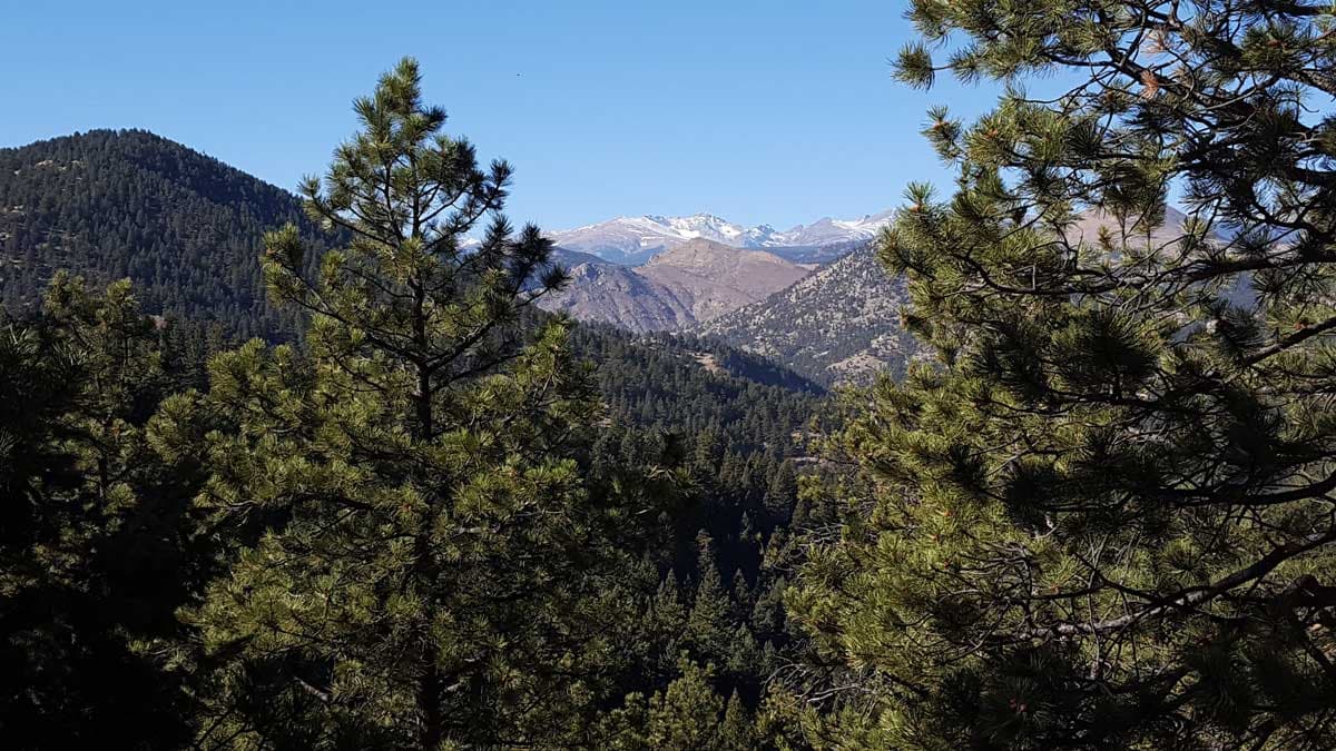 A few of a snow-topped peak through some pine trees on a summer day