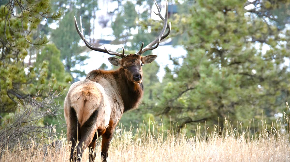 A bull elk stands with its rump toward the camera, put with its horned head turning to peer behind it at the camera. It's standing in a field in Evergreen among tall, green pine trees.