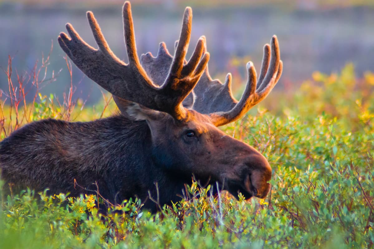 A majestic brown moose stands among tall, green shrubbery in Winter Park, Colorado, so that only its head and shoulders are showing. Its broad antlers glisten in the sun and it is making direct eye contact with the photographer.