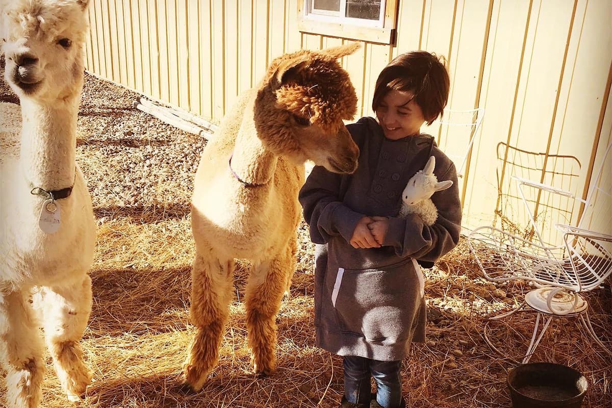 A child poses with two alpacas at Cedar Ridge Ranch in Carbondale, Colorado. The child smiles as one curious alpaca stares intently at the stuffed toy in the crook of the child's arm.