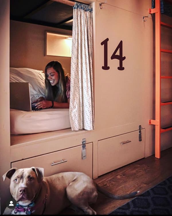 A person lying on their stomach on a sheet-covered mattress within a bunk at the Bunkhouse in Minturn, Colorado is smiling widely at their laptop, whose light is glowing back onto their face. The person's torso and legs are not seen because they are in a bunk labeled #14. There is an orange ladder to the right of the photo, and in the lower left corner is an attentive grey pitbull dog lying on the wood floor, looking up sweetly at the camera with their ears perched inquisitively.