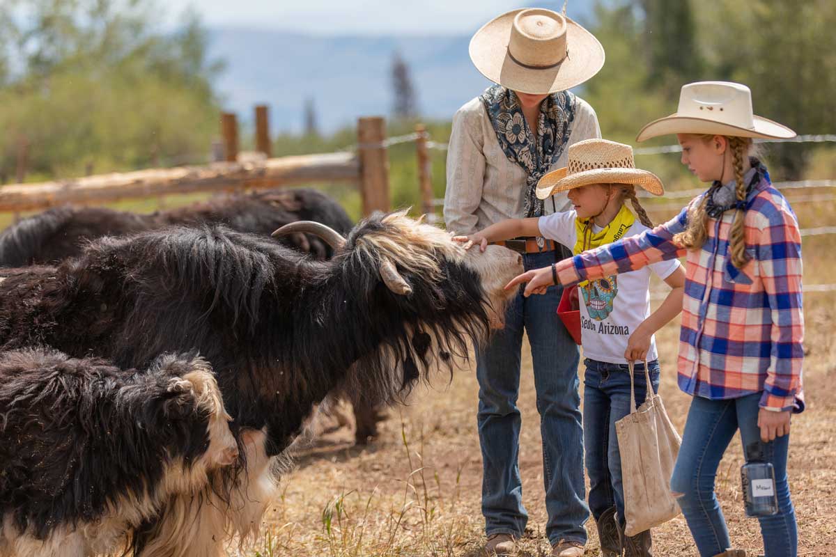 Guests at Latigo Ranch meet the shaggy farm animals