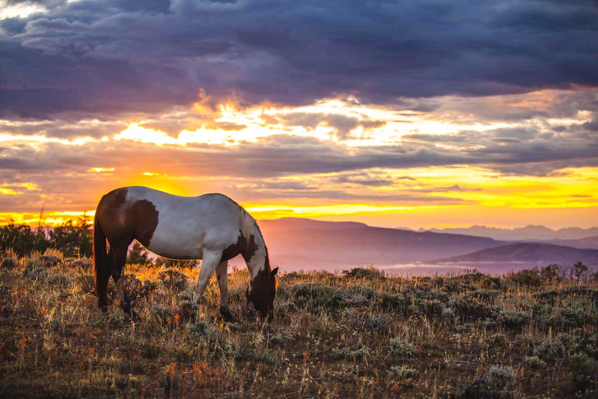 A horse grazes at Latigo Ranch with a colorful sunset in the background