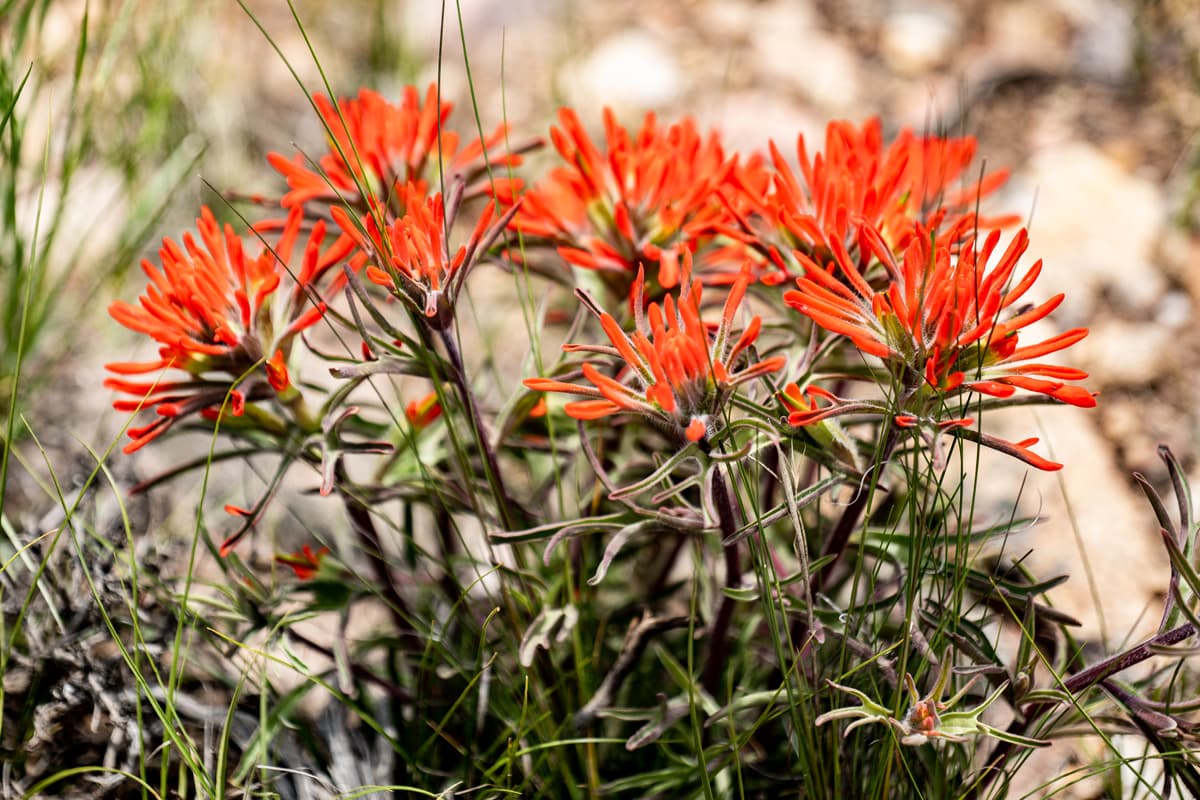 Bright orange paintbrush are some of the first wildflowers to emerge each spring on the hillsides around Gunnison, Colorado.