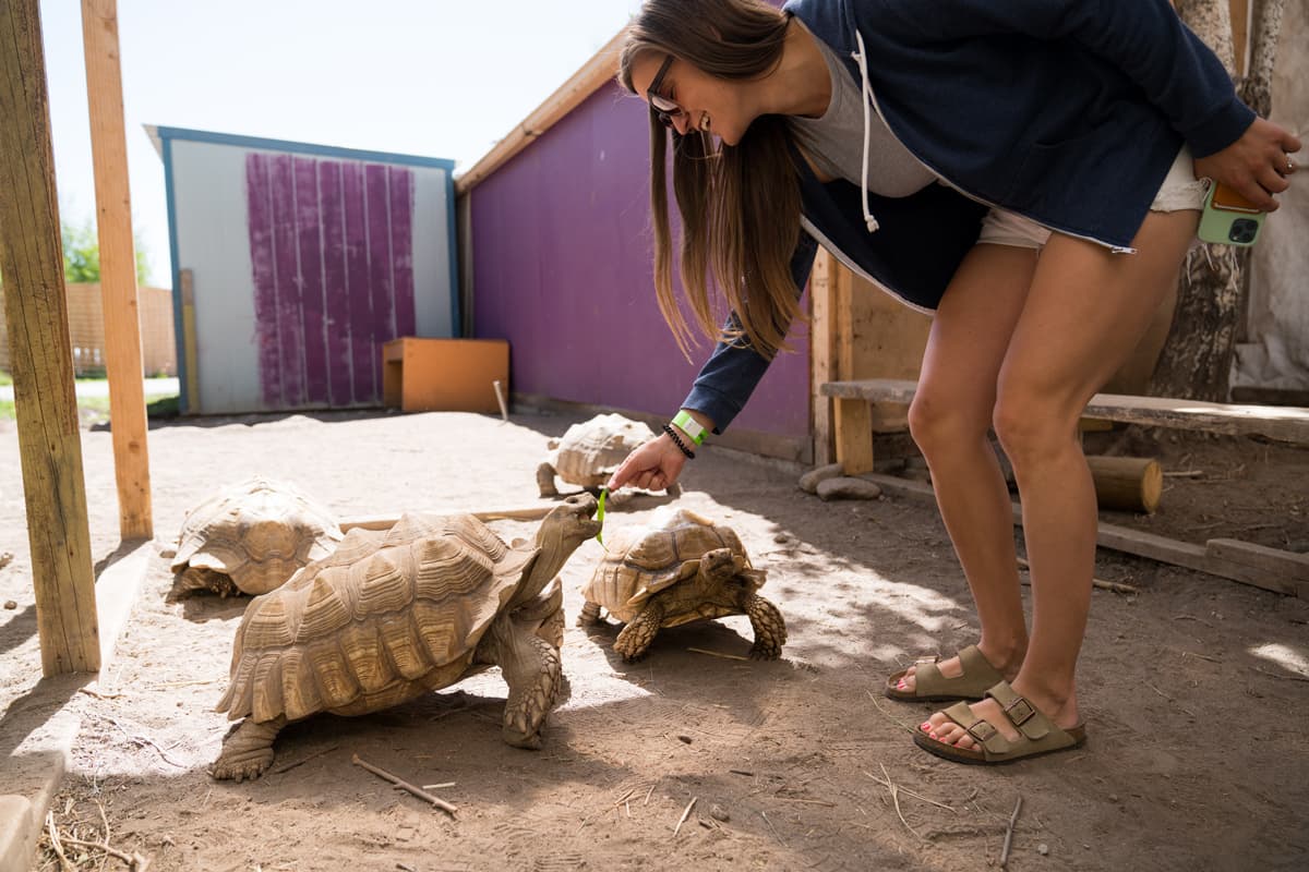 A person bends down to feed a sand-colored tortoise at Colorado Gators Reptile Park in Mosca Colorado as other tortoises look excited about the leafy snack