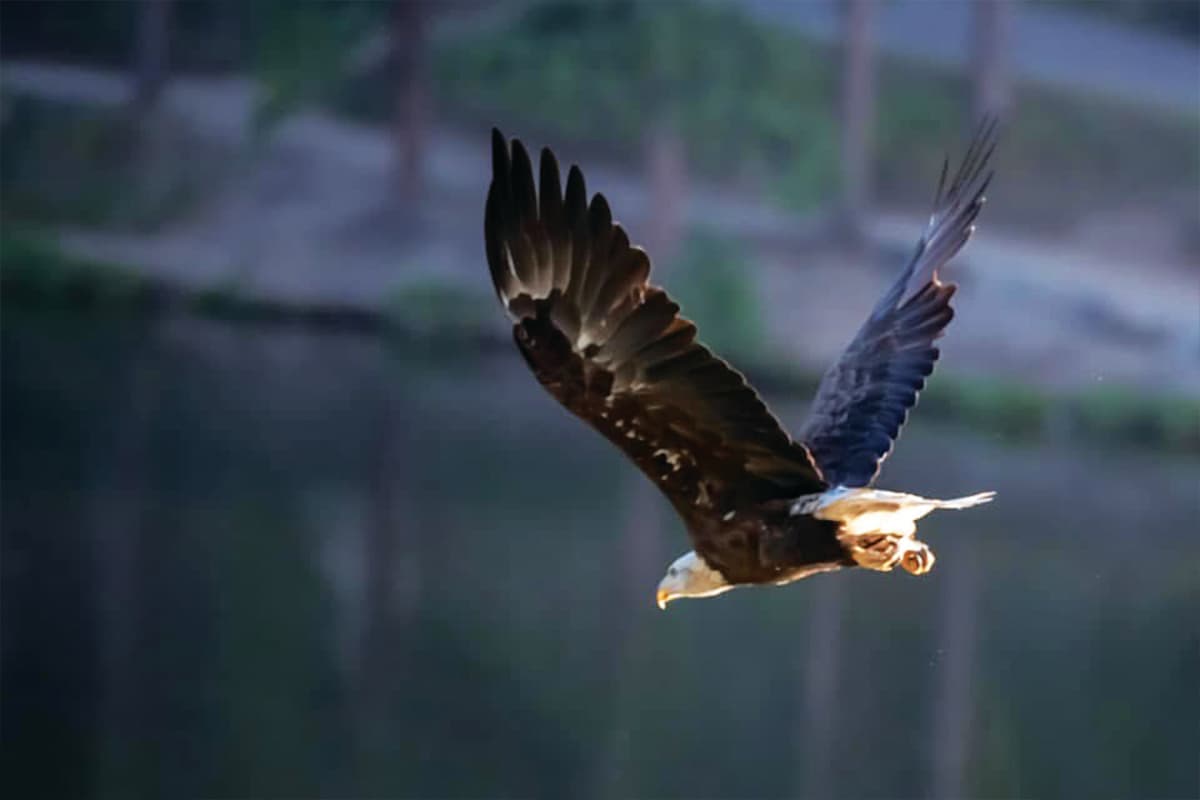 Bald Eagle soaring in Evergreen, Colorado.