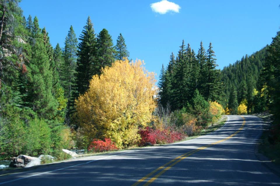 On a mountain road, there are evergreen trees mixed with fall foliage of yellow and red. There is only one cottontail cloud in the blue sky.