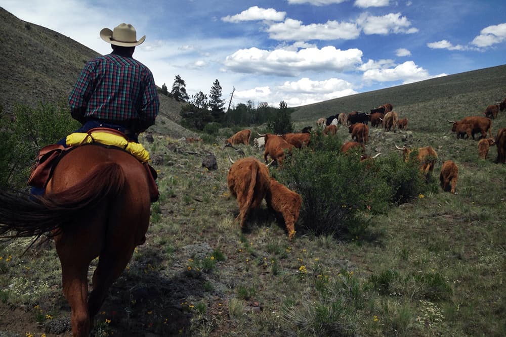 Fluffy highland cows and calves are guided uphill by a cowpoke with a plaid shirt riding atop a brown horse near Badger Creek Ranch in Colorado.