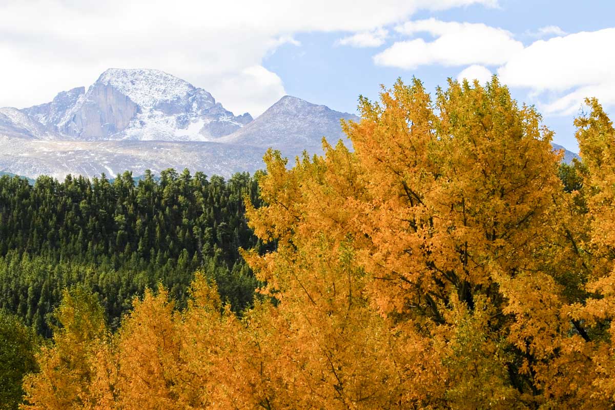 A golden-leafed tree sits in the foreground with evergreen trees and a hazy snow-capped mountain in the distance.