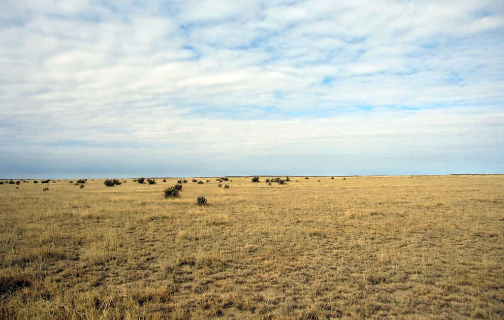 A vast swath of yellow grass with small bushes in the distance at Comanche National Grassland.