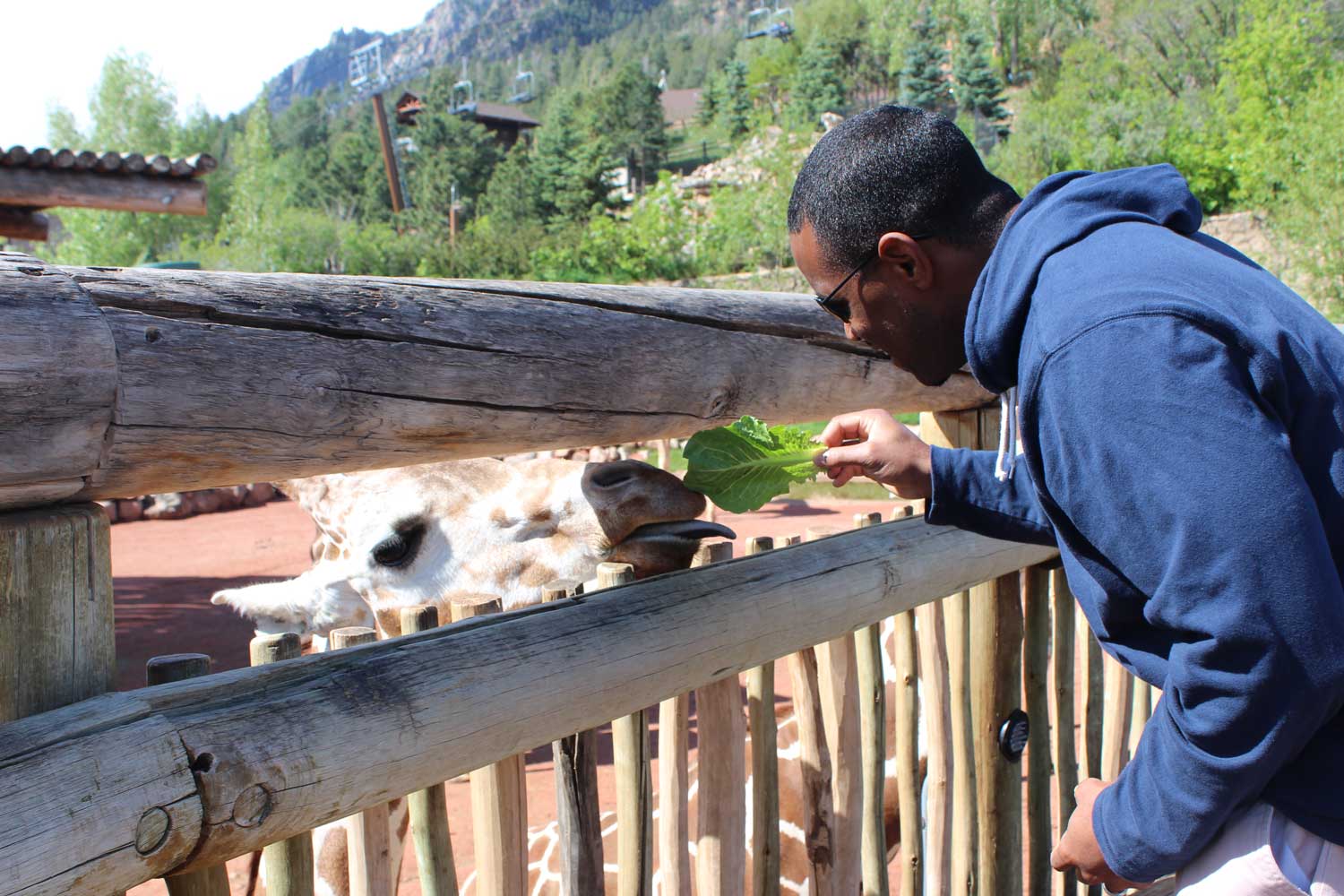 A person in a blue sweatshirt feeds a giraffe through a railing at the Cheyenne Mountain Zoo