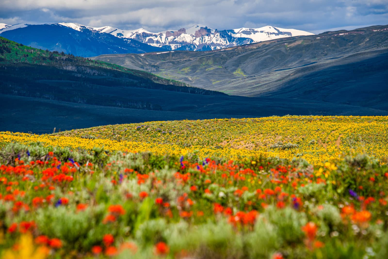 A colorful field of wildflowers with snow-capped mountains in the background