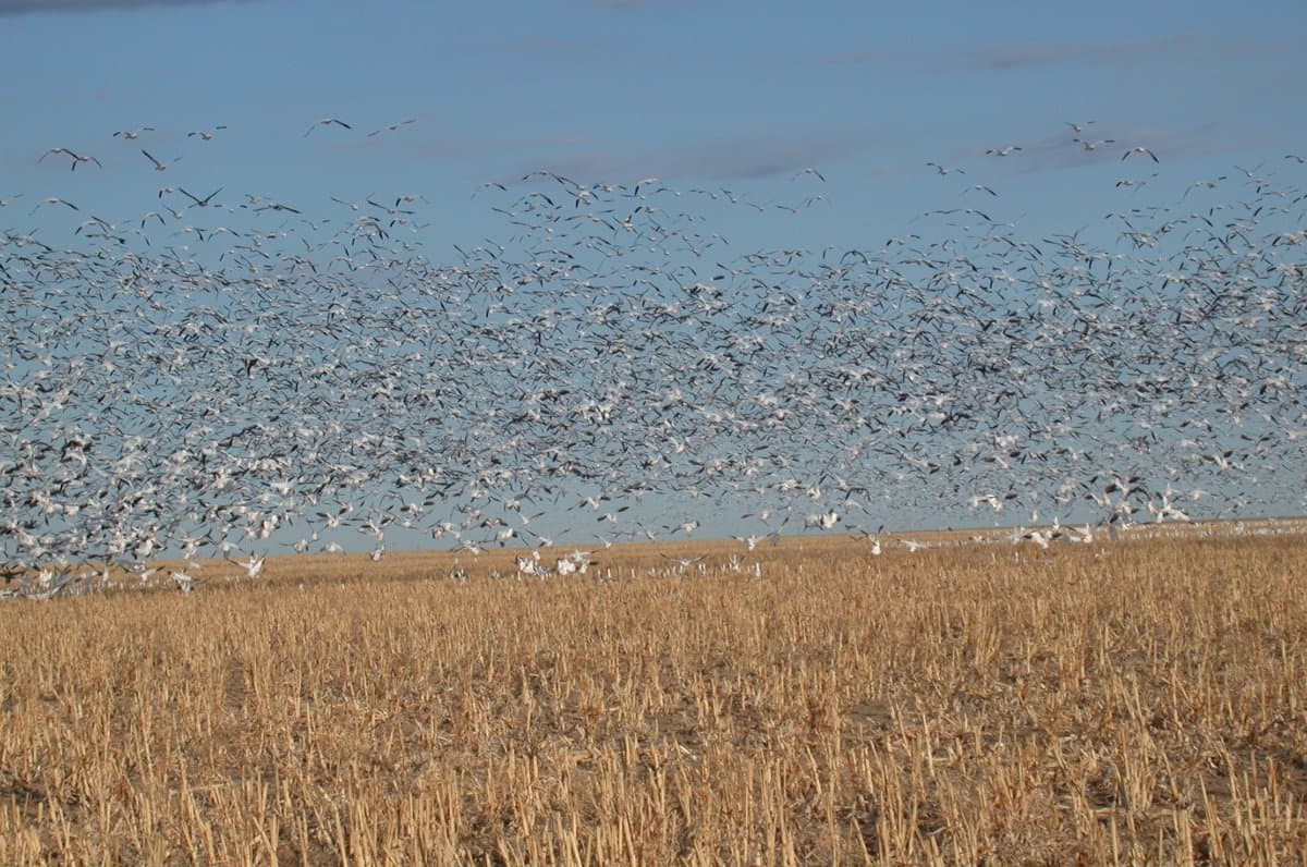 A flock of white birds cover the middle of the image above a yellow grass field with a light-blue sky.