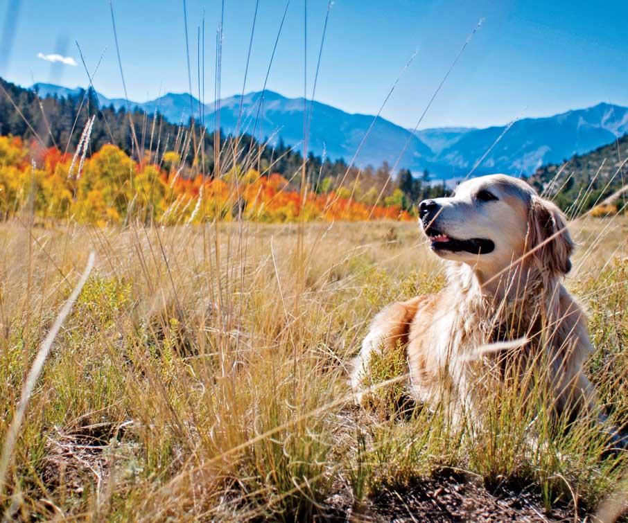 A yellow lab dog sits in a colorful field with mountains in the background