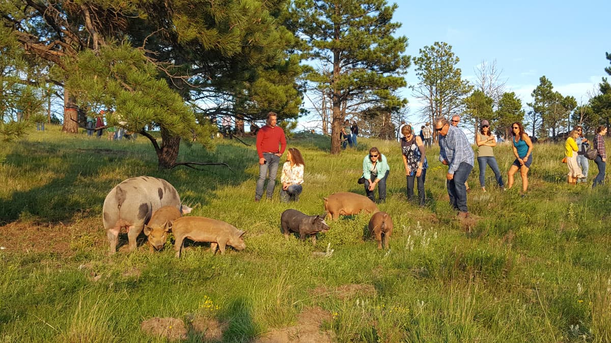Guests mingle with pigs in a grassy field at A Grazing Life's farm dinners