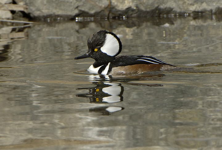 A Hooded Merganser rests on a rock on the river