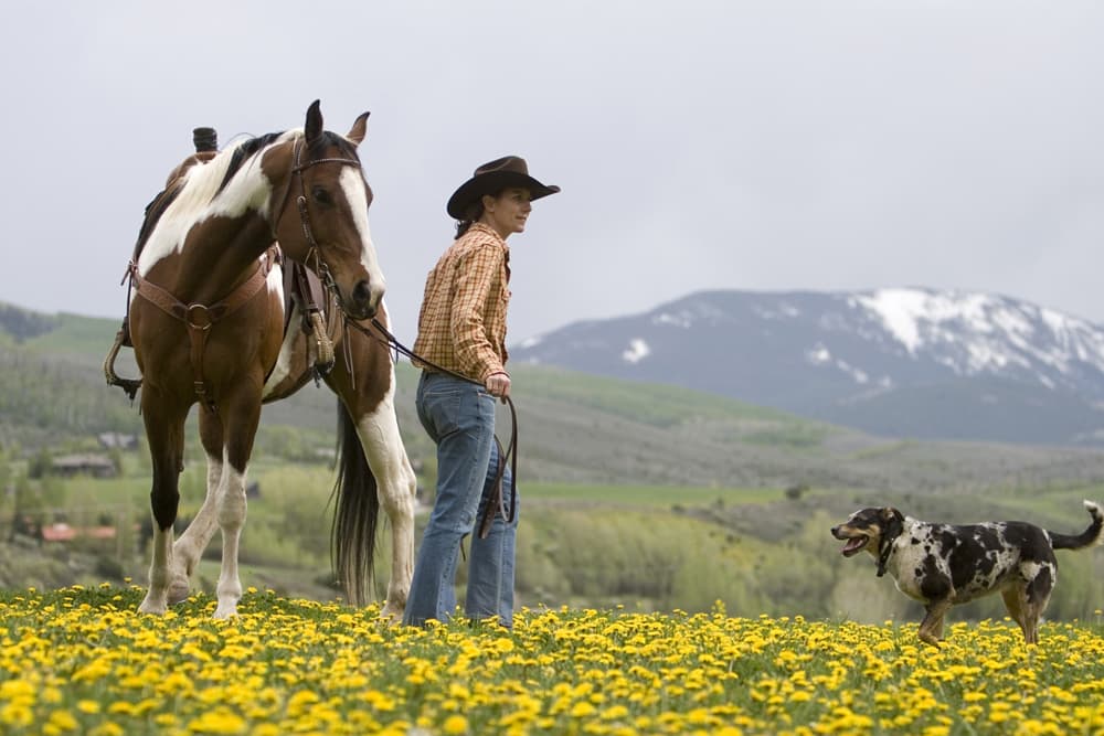 A person in jeans, a plaid shirt and a cowboy hat holds the reins of a brown and white horse in a field of yellow flowers, On the right a dog looks on. In the distance green-grass covered hills lead to a hazy snow-covered mountain on a gray day.