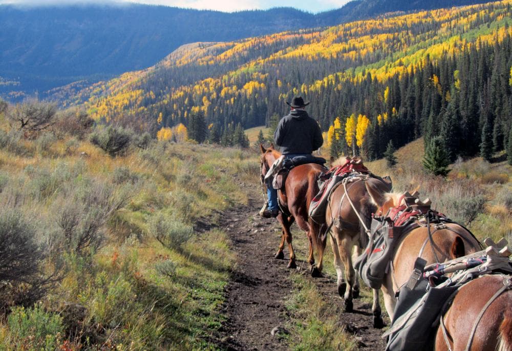 A horseback riding person leads three horses down a dirty path with evergreen and golden aspen trees in the distance.