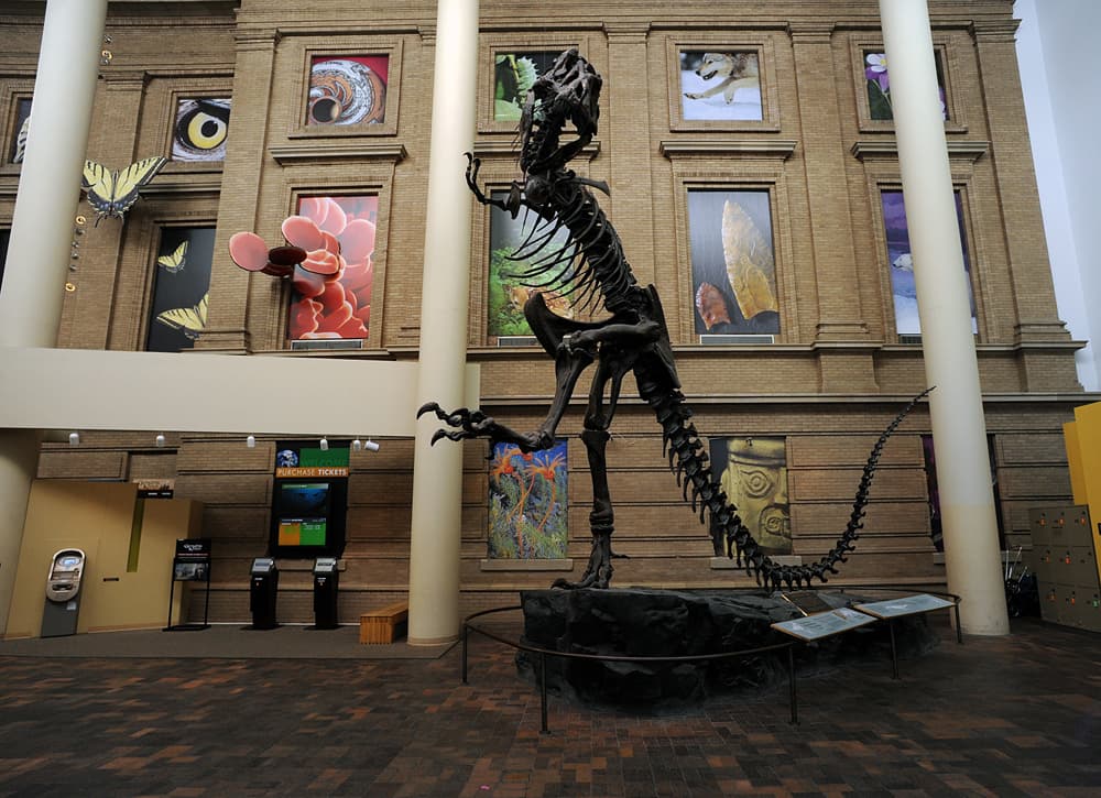 In the soaring of the museum, a dinosaur skeleton stands two stories tall