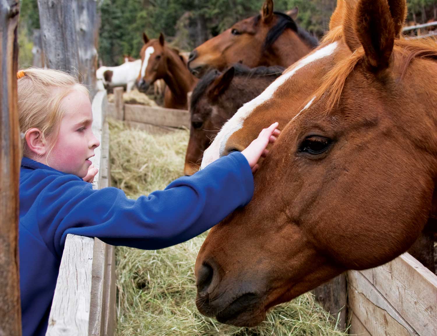 girl petting horse in colorado