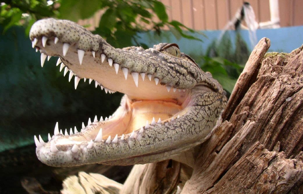An alligator poses for the camera atop wood at Colorado Gator Reptile Park.