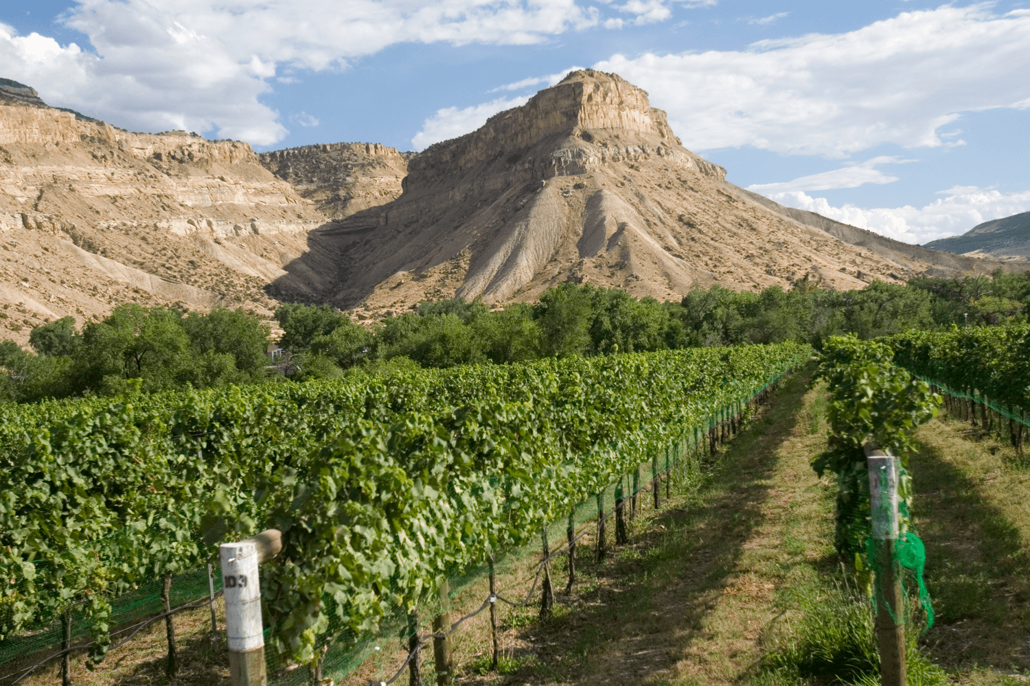 Grand Mesa Scenic Byway