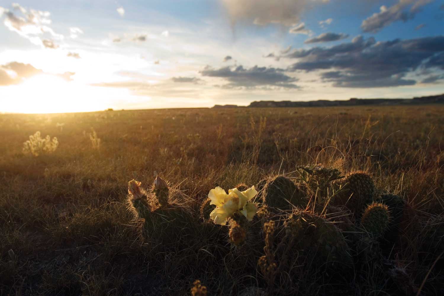 As the sun rises on the fields of Pawnee National Grassland in Colorado, rays of light highlight a small group of cactus with long thorns and a single yellow bloom.
