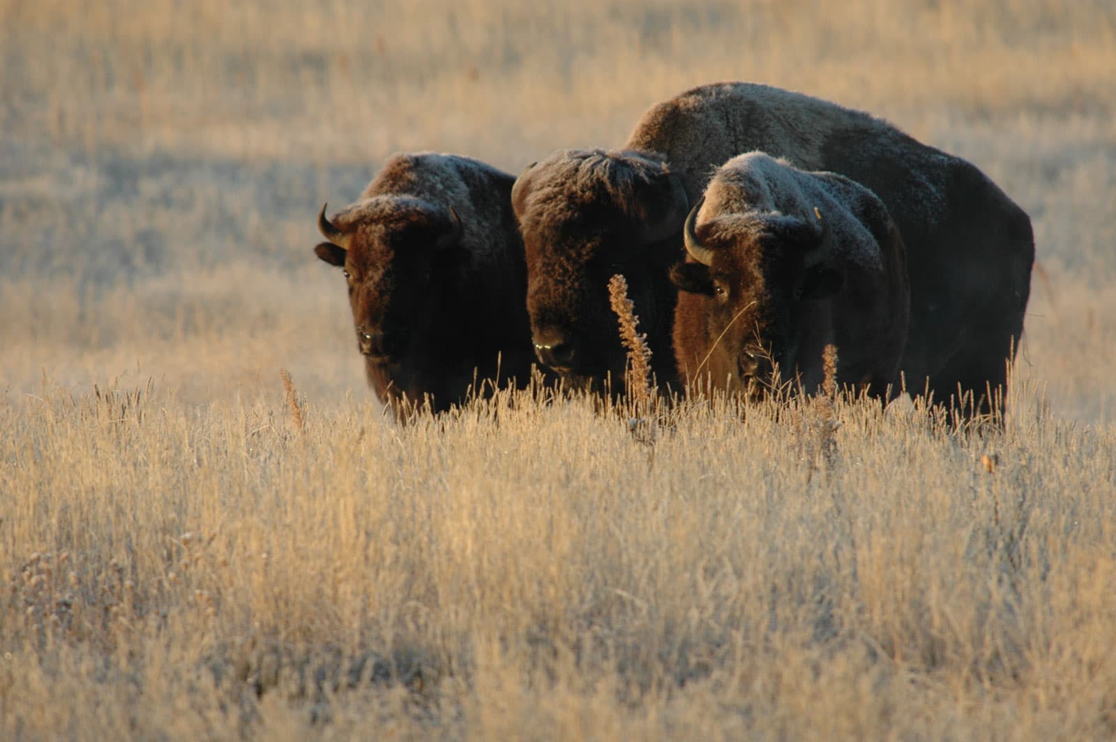 Bison at Rocky Mountain Arsenal National Wildlife Refuge