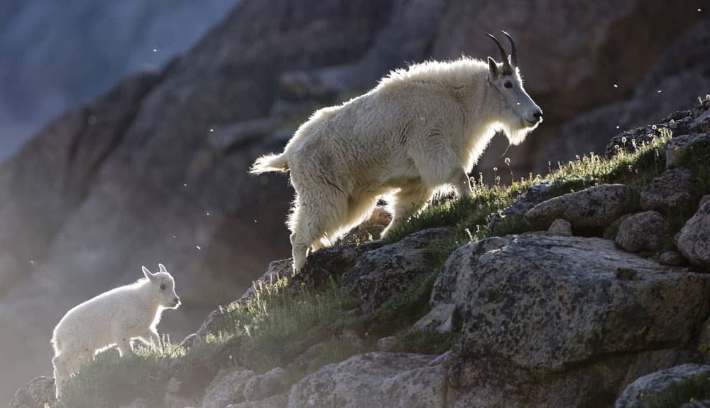 A white mama mountain goat and her fluffy kid climb up the the rocky and alpine-plant covered slope of Mount Blue Sky in Colorado.