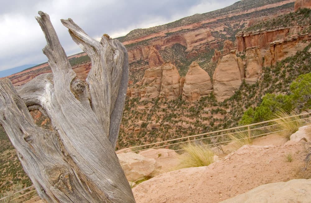 A twisted tree trunk is seen with some of the soaring red-sandstone spires rising from the canyon floor