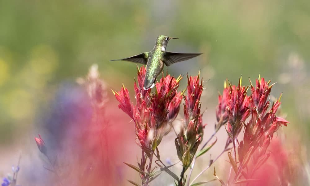Calliope hummingbird floats above a bright red and purple flowers along a Colorado birding trail