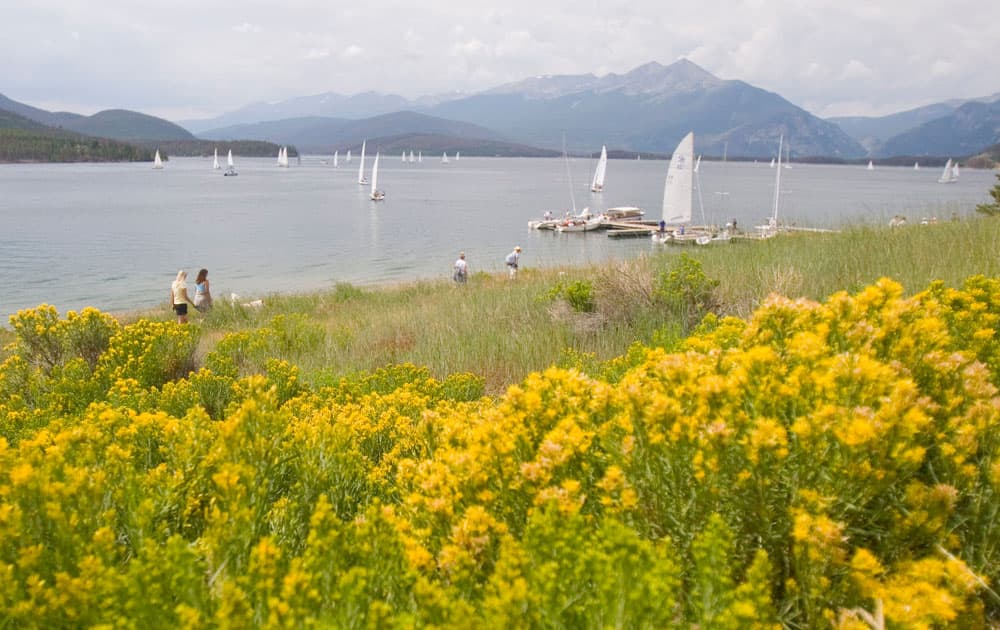 Sunny, yellow flowers cover part of a grassy field and sway in the breeze around Lake Dillion in Colorado. On the lake, sail boats drift over the surface.