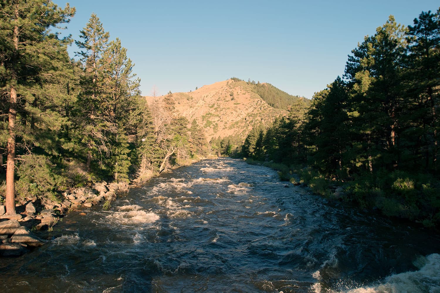 A summer view of the roaring Cache la Poudre River. With whitewater caps and the sun shining on the mountain in the distance, the evergreen trees are thriving in the mountain air.