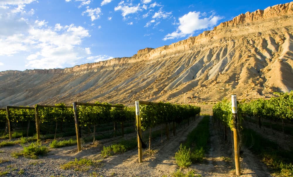 Rows of grape vines at a vineyard with mountains in the background