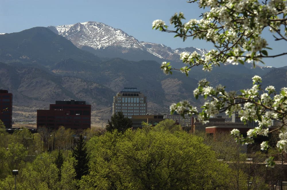 A spring image with Colorado Springs' downtown and a snow-dusted Pikes Peak rising above it. There's a blooming tree on the right with white flowers.