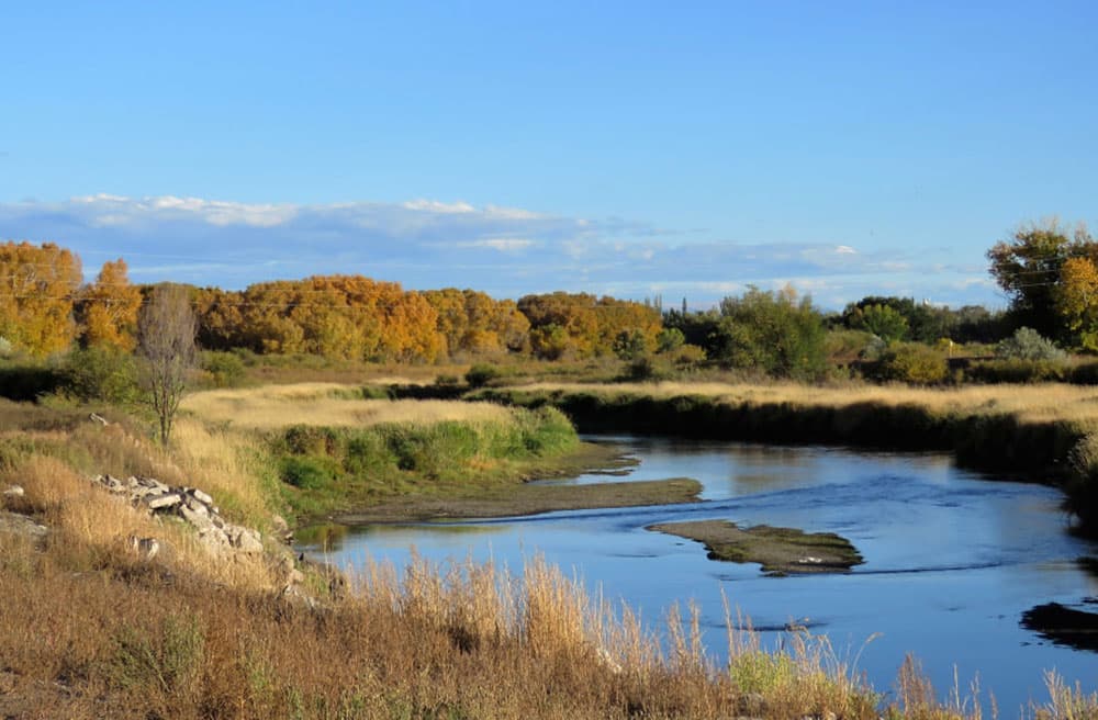Fall colors begin to take over the trees and other plants around the Rio Grande River in Alamosa, Colorado.