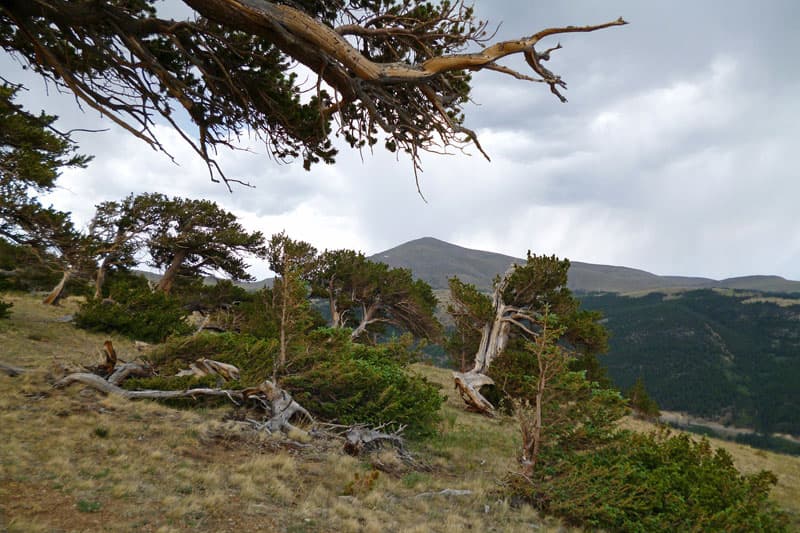 windy ridge bristlecone pine scenic area photo