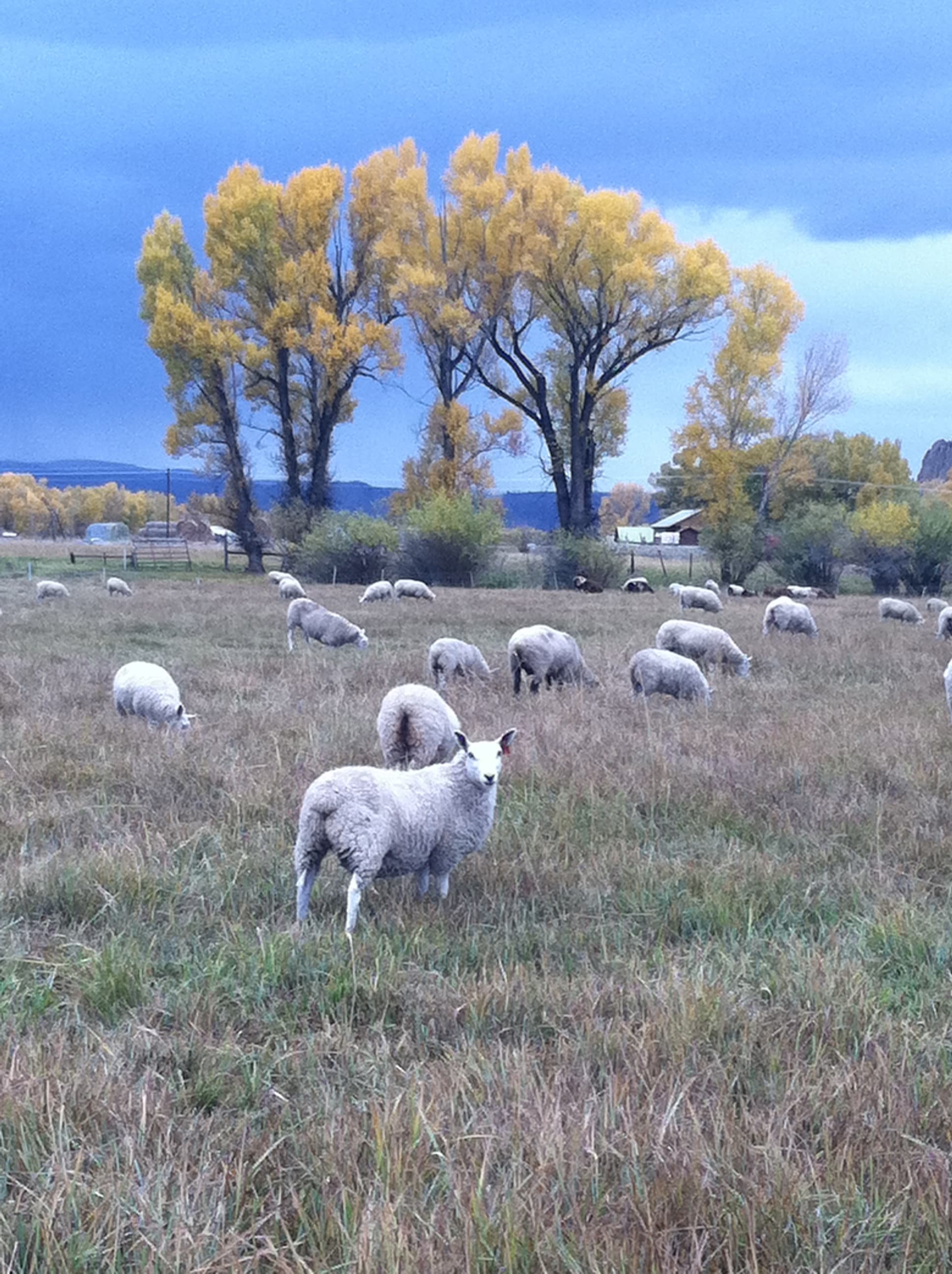 parker pastures photo