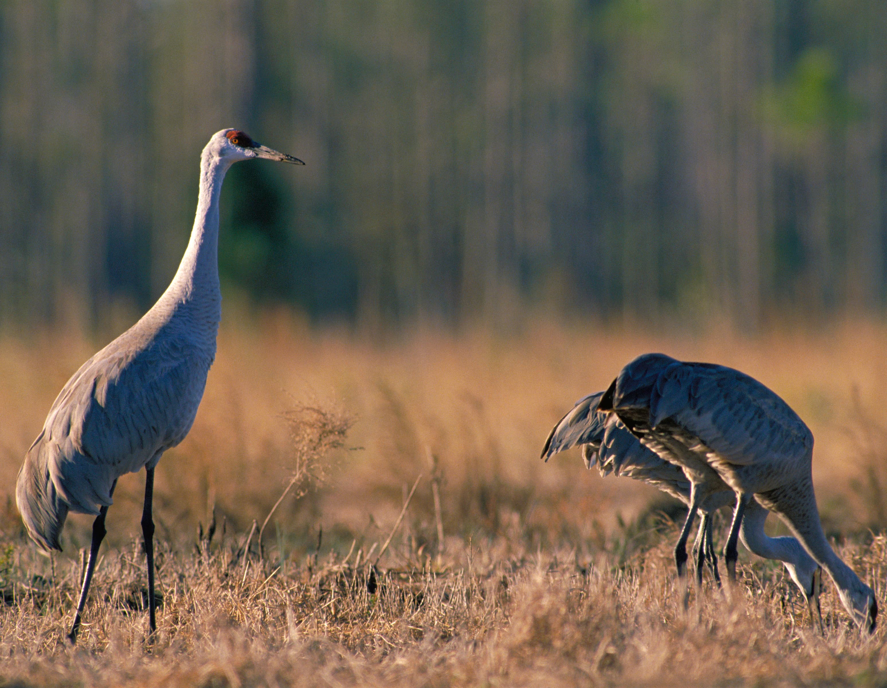 alamosa national wildlife refuge photo