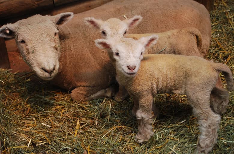 babydoll ewe and newborn lambs photo