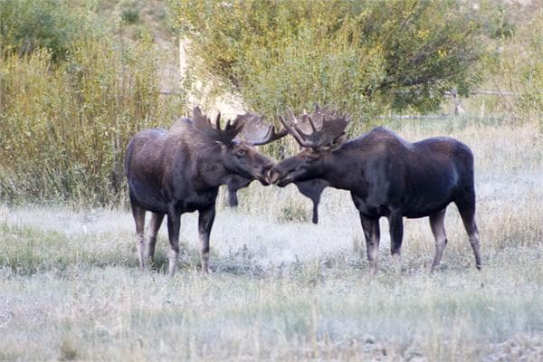 moose at state forest state park photo 10