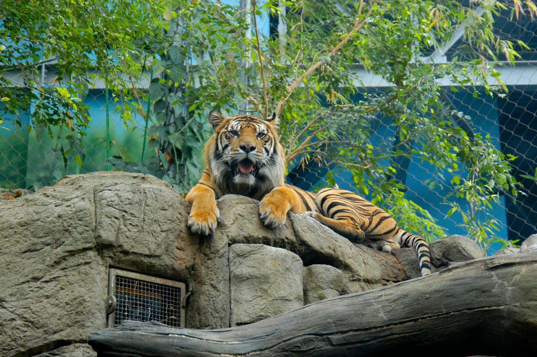 tigers at the downtown aquarium in denver photo 5