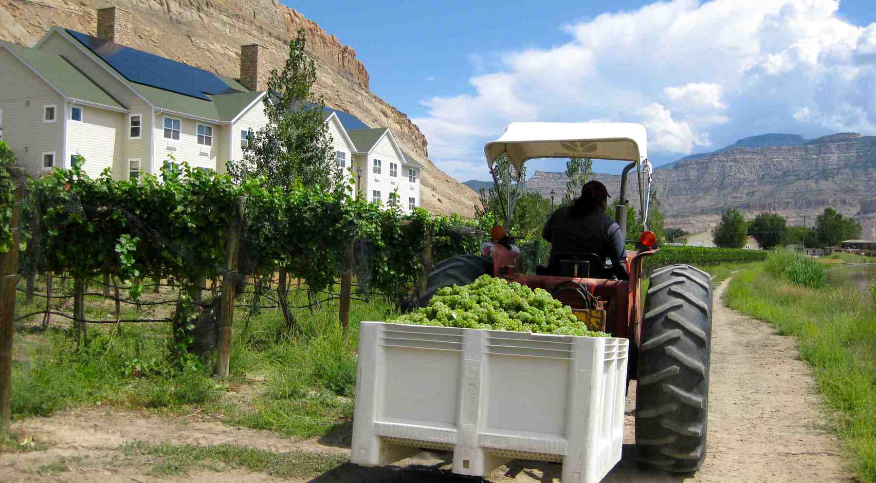 harvest of sauvignon blanc grapes for wci private label wine. photo 5