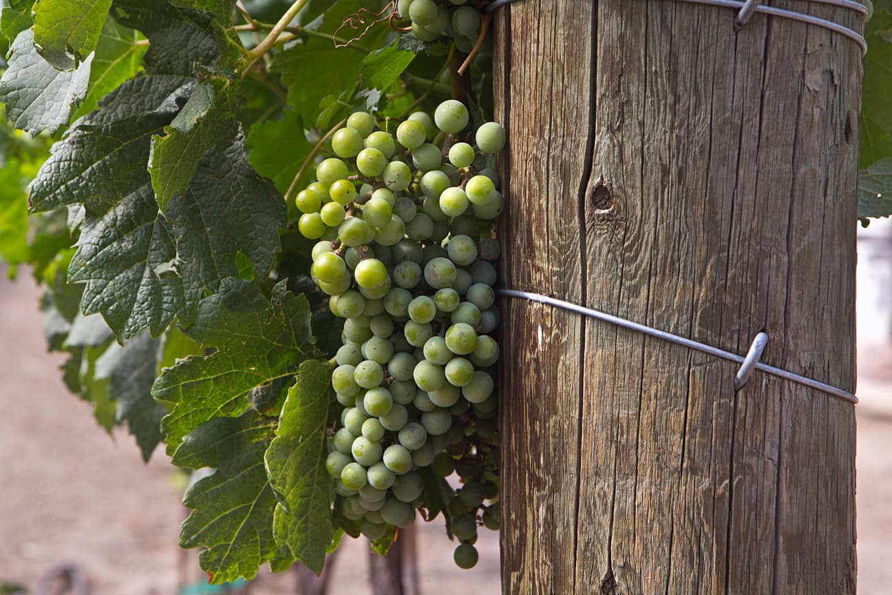 sauvignon blanc grapes are crushed for our ten acre farm white blend or as a varietal selection. photo 12
