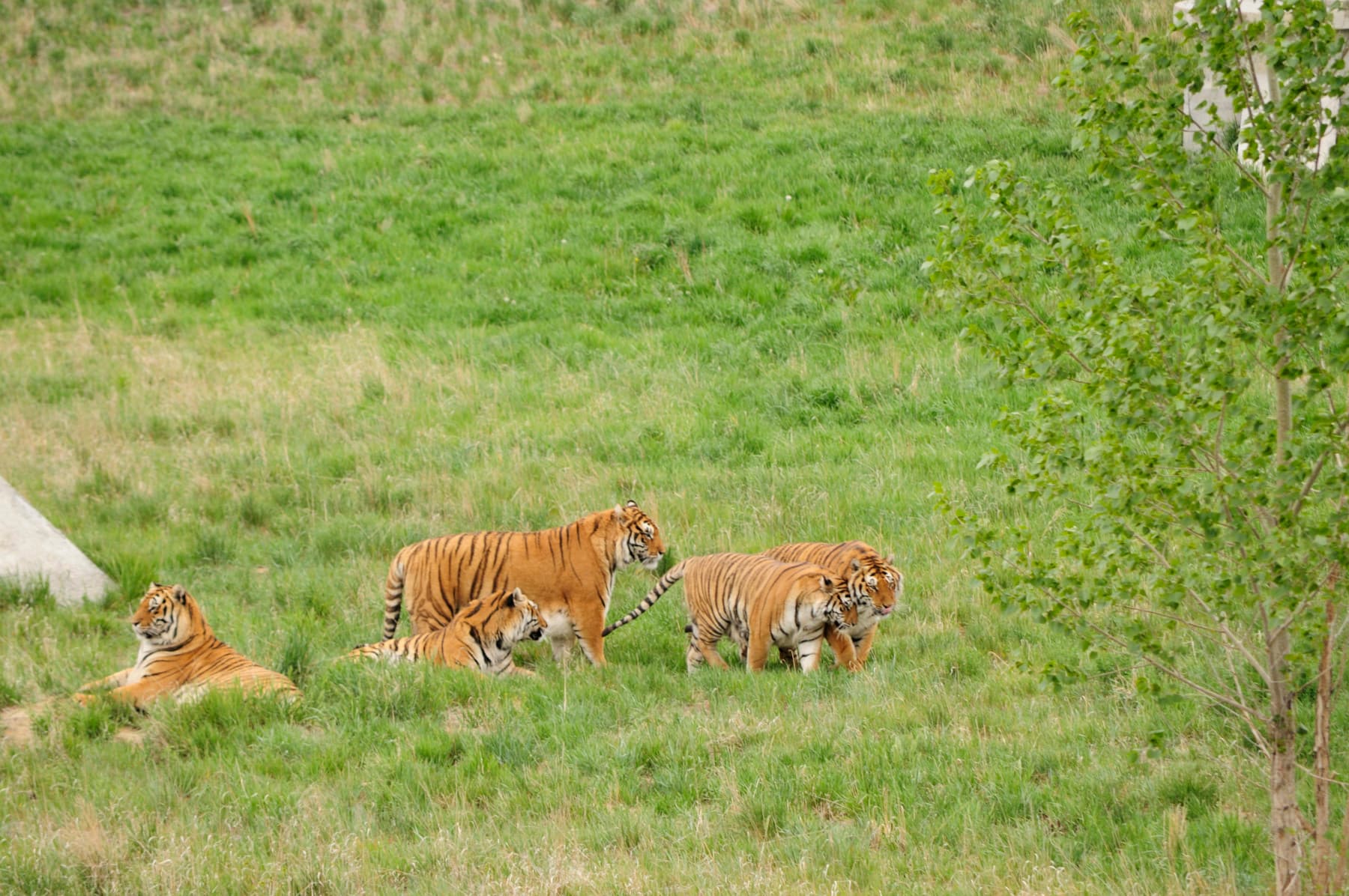 rescued tigers roaming freely photo 9