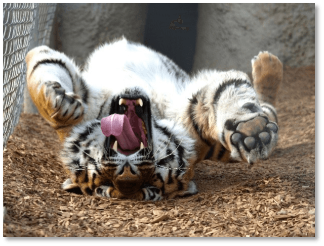 rescued tiger photo 17