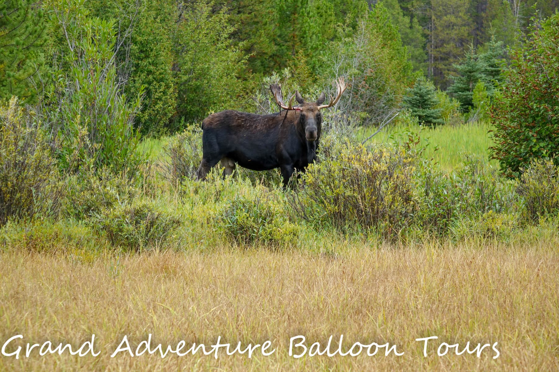 colorado wildlife photo 12